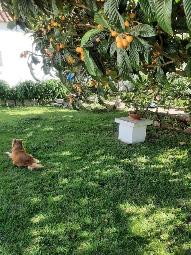 Vila Casa Do Sobral Óbidos Екстериор снимка